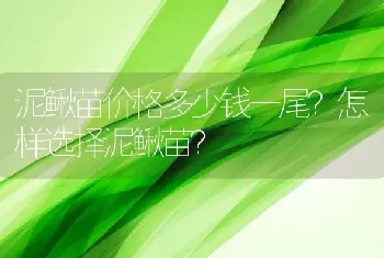 泥鳅苗价格多少钱一尾？怎样选择泥鳅苗？