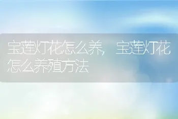 宝莲灯花怎么养，宝莲灯花怎么养殖方法