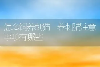 怎么饲养刺猬 养刺猬注意事项有哪些