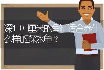 深40厘米的鱼缸适合养什么样的深水龟？