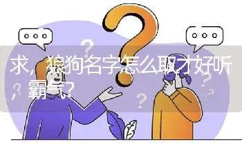 求，狼狗名字怎么取才好听，霸气？