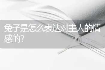 兔子是怎么表达对主人的情感的？