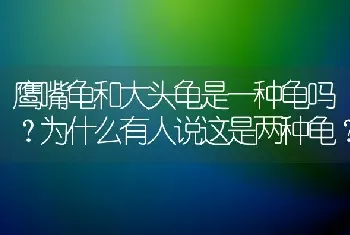 鹰嘴龟和大头龟是一种龟吗？为什么有人说这是两种龟？