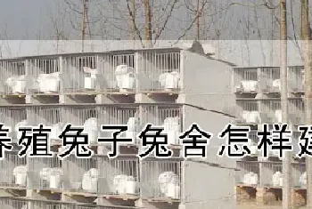 养殖兔子兔舍怎样建