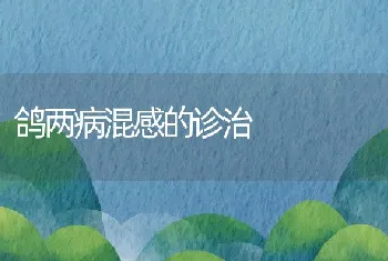 鸽两病混感的诊治