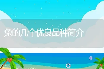 澳洲淡水龙虾养殖技术大全（上）