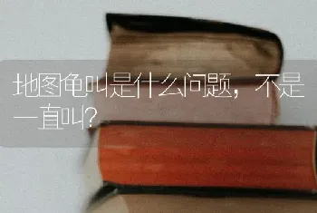 地图龟叫是什么问题，不是一直叫？