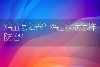 鸡苗怎么养？鸡苗疾病怎样防治？