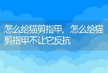 怎么给猫剪指甲，怎么给猫剪指甲不让它反抗