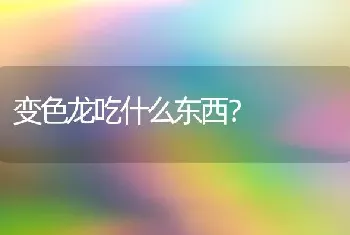 变色龙吃什么东西？