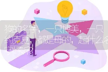 狗的名字，一只博美，一只约克夏，都是母的，起什么名字好听？