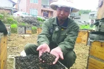 养蜂度夏抗夏衰五点注意