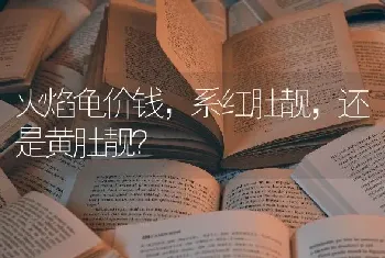 火焰龟价钱，系红肚靓，还是黄肚靓？