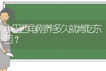 小巴西龟刚养多久就肯吃东西？