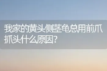 我家的黄头侧茎龟总用前爪抓头什么原因？