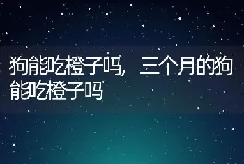 狗能吃橙子吗，三个月的狗能吃橙子吗