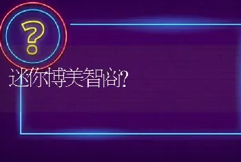 迷你博美智商？