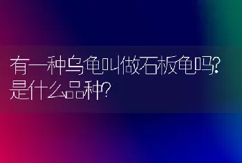 有一种乌龟叫做石板龟吗?是什么品种？