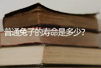 普通兔子的寿命是多少？