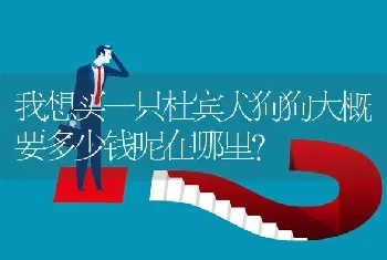 我想买一只杜宾犬狗狗大概要多少钱呢在哪里？