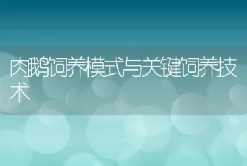 肉鹅饲养模式与关键饲养技术