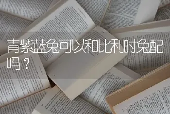 青紫蓝兔可以和比利时兔配吗？