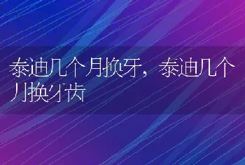 泰迪几个月换牙，泰迪几个月换牙齿