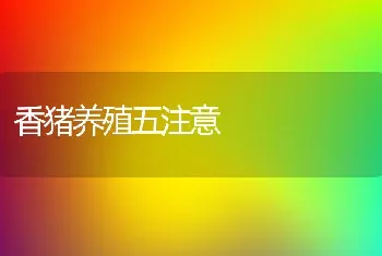 香猪养殖五注意