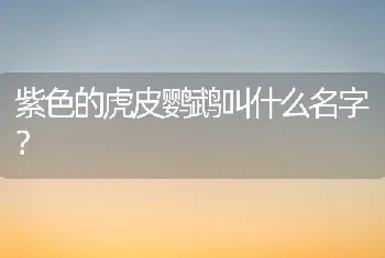 紫色的虎皮鹦鹉叫什么名字？