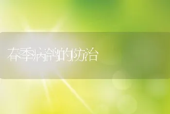 春季病鸽的防治