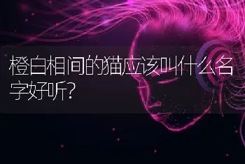 橙白相间的猫应该叫什么名字好听？