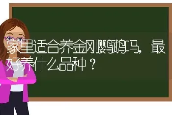 家里适合养金刚鹦鹉吗，最好养什么品种？