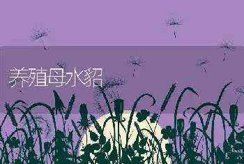 养殖母水貂