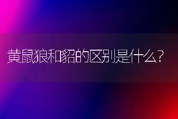 黄鼠狼和貂的区别是什么？