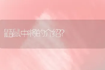 鼯鼠中将的介绍？