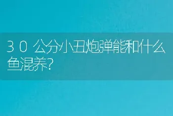 30公分小丑炮弹能和什么鱼混养？