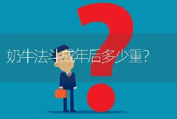 奶牛法斗成年后多少重？