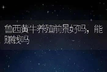 鲁西黄牛养殖前景好吗，能赚钱吗