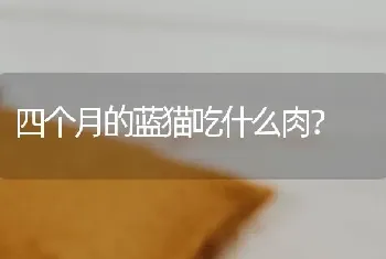 四个月的蓝猫吃什么肉？