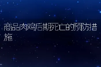 商品肉鸡后期死亡的预防措施