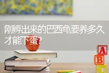 刚孵出来的巴西龟要养多久才能下蛋？