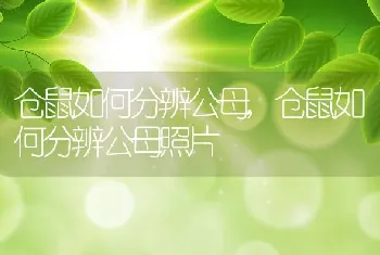 仓鼠如何分辨公母，仓鼠如何分辨公母照片