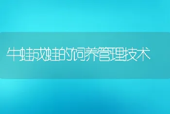 牛蛙成蛙的饲养管理技术