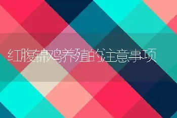 红腹锦鸡养殖的注意事项