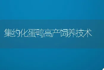 集约化蛋鸭高产饲养技术