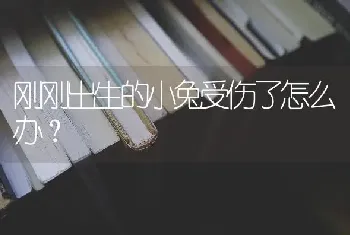 刚刚出生的小兔受伤了怎么办？