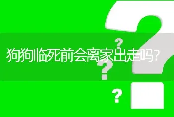 狗狗临死前会离家出走吗？