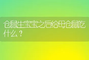 仓鼠生宝宝之后给母仓鼠吃什么？