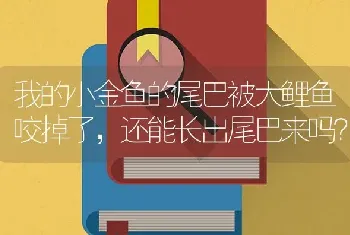 我的小金鱼的尾巴被大鲤鱼咬掉了，还能长出尾巴来吗？