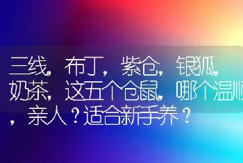 三线，布丁，紫仓，银狐，奶茶，这五个仓鼠，哪个温顺，亲人？适合新手养？